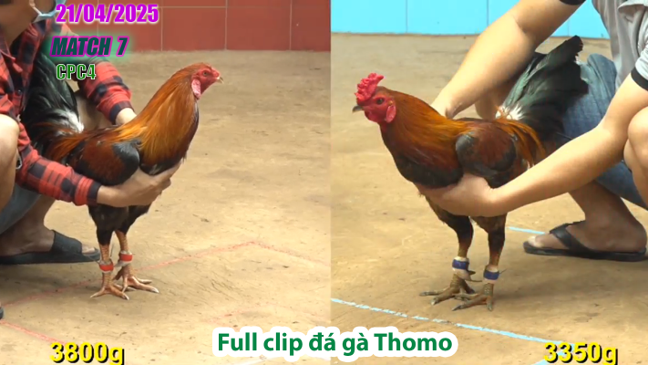 CPC4-TRẬN 7 | đá gà Thomo | 21/04/2025