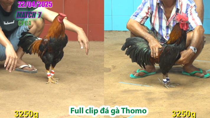 CPC4-TRẬN 7 | đá gà Thomo | 22/04/2025