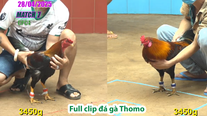 CPC4-TRẬN 7 | đá gà Thomo | 28/04/2025