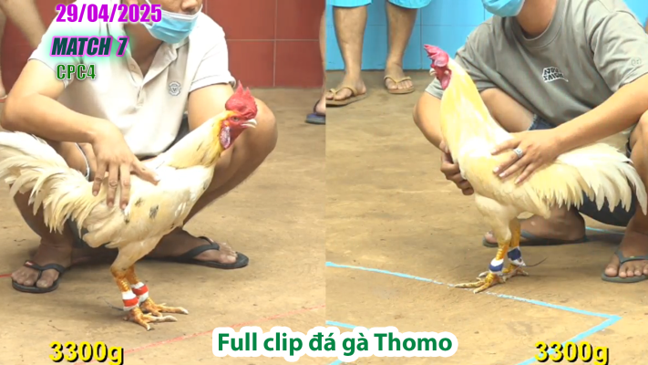 CPC4-TRẬN 7 | đá gà Thomo | 29/04/2025