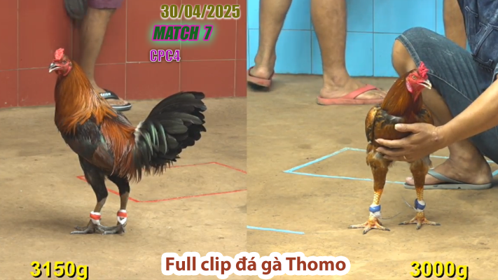 CPC4-TRẬN 7 | đá gà Thomo | 30/04/2025