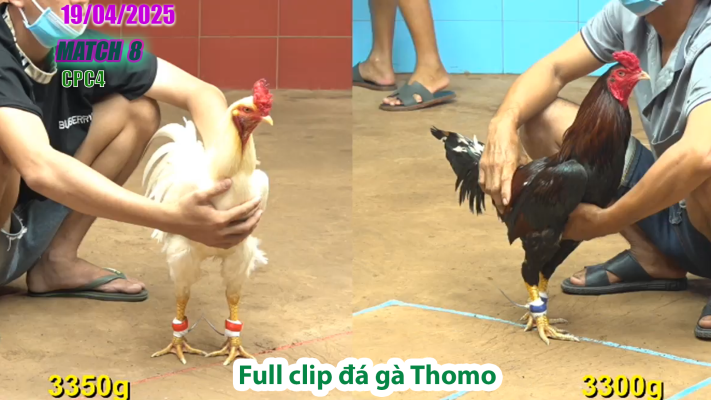 CPC4-TRẬN 1| đá gà Thomo | 19/04/2025