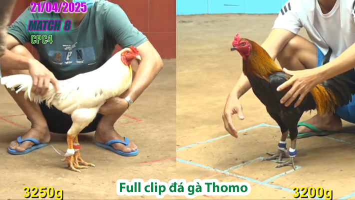 CPC4-TRẬN 8 | đá gà Thomo | 21/04/2025