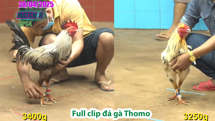 CPC4-TRẬN 8 | đá gà Thomo | 28/04/2025