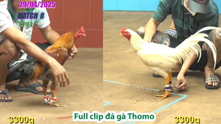 CPC4-TRẬN 8 | đá gà Thomo | 29/04/2025