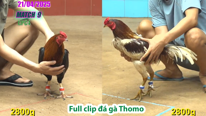 CPC4-TRẬN 9 | đá gà Thomo | 21/04/2025