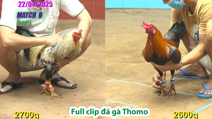 CPC4-TRẬN 9 | đá gà Thomo | 22/04/2025