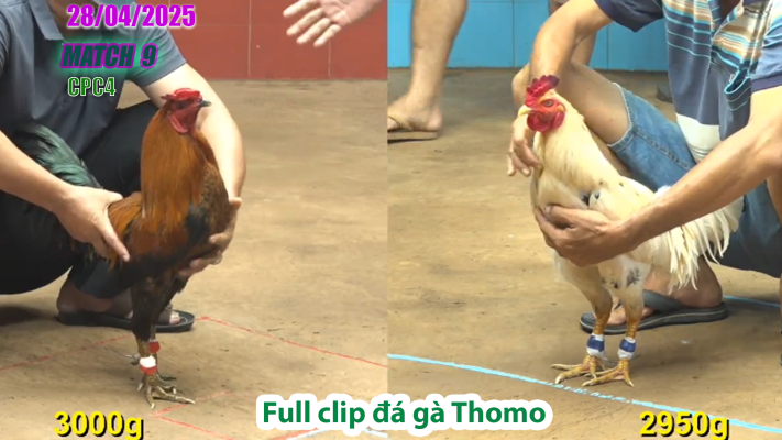 CPC4-TRẬN 9 | đá gà Thomo | 28/04/2025