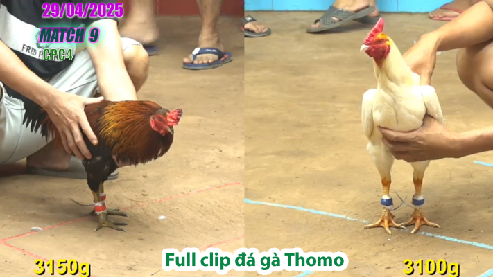CPC4-TRẬN 9 | đá gà Thomo | 29/04/2025