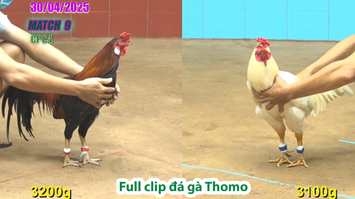 CPC4-TRẬN 9 | đá gà Thomo | 30/04/2025