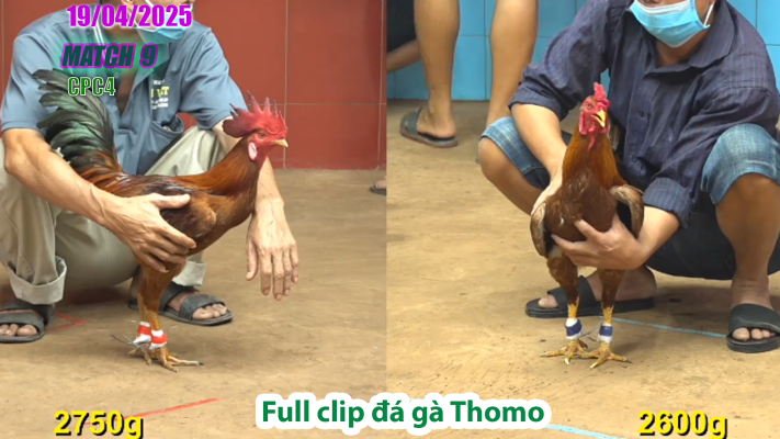 CPC4-TRẬN 9 | đá gà Thomo | 19/04/2025