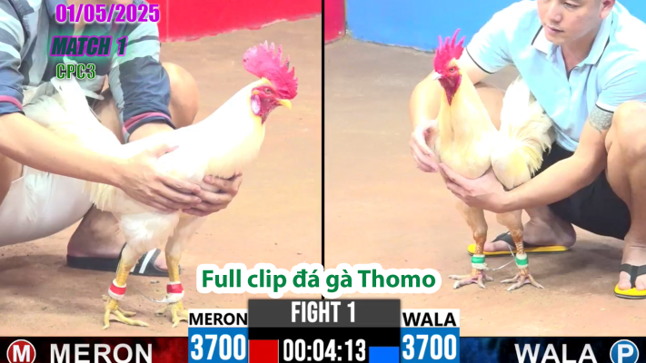 CPC3-TRẬN 1| đá gà Thomo | 01/05/2025