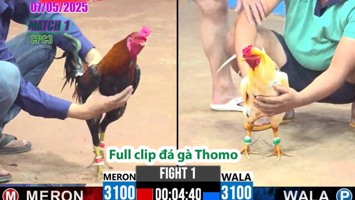 CPC3-TRẬN 1 | đá gà Thomo | 07/05/2025