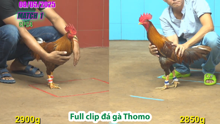 CPC4-TRẬN 1 | đá gà Thomo | 08/05/2025