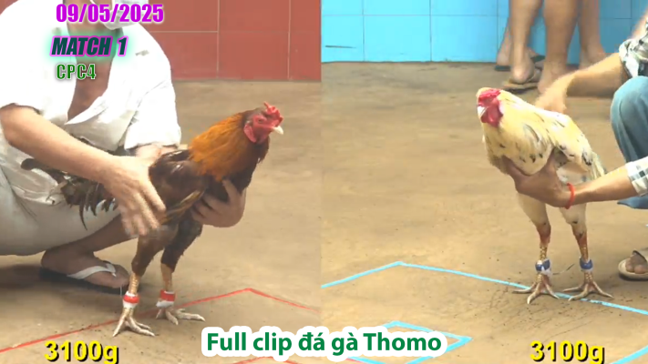 CPC4-TRẬN 1 | đá gà Thomo | 09/05/2025