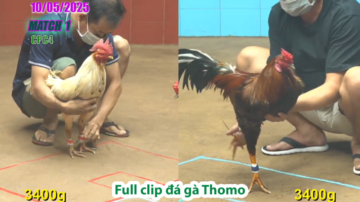 CPC4-TRẬN 1 | đá gà Thomo | 10/05/2025