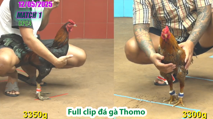 CPC4-TRẬN 1 | đá gà Thomo | 12/05/2025