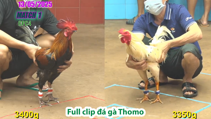 CPC4-TRẬN 1 | đá gà Thomo | 13/05/2025