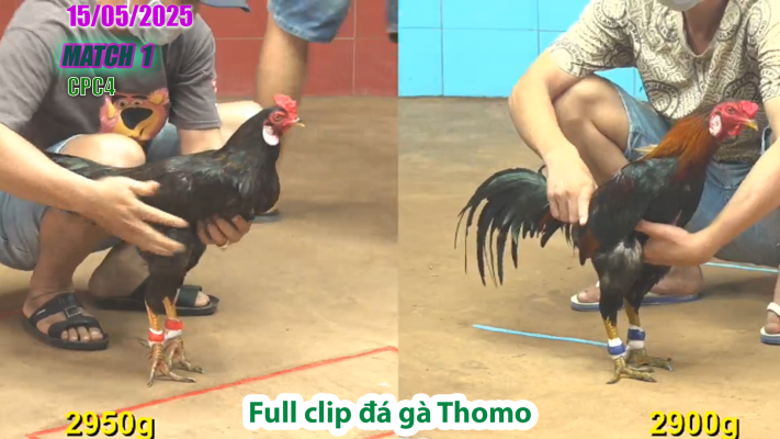 CPC4-TRẬN 1 | đá gà Thomo | 15/05/2025