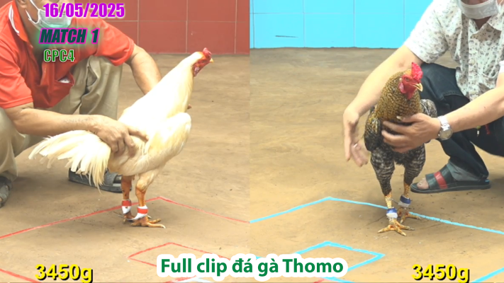 CPC4-TRẬN 1 | đá gà Thomo | 16/05/2025