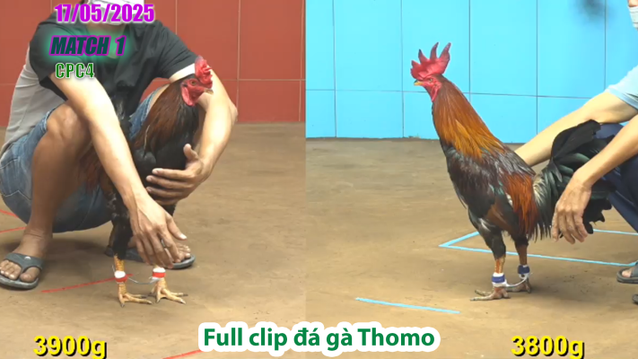 CPC4-TRẬN 1 | đá gà Thomo | 17/05/2025