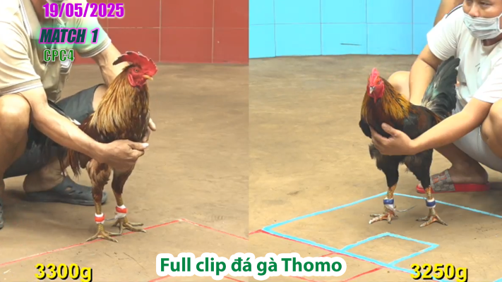 CPC4-TRẬN 1 | đá gà Thomo | 19/05/2025
