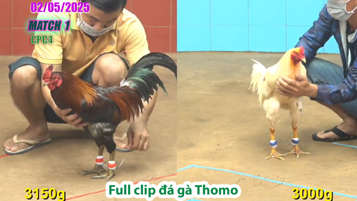 CPC4-TRẬN 1 | đá gà Thomo | 02/05/2025