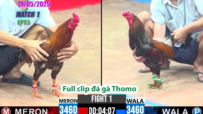 CPC3-TRẬN 1| đá gà Thomo | 19/05/2025