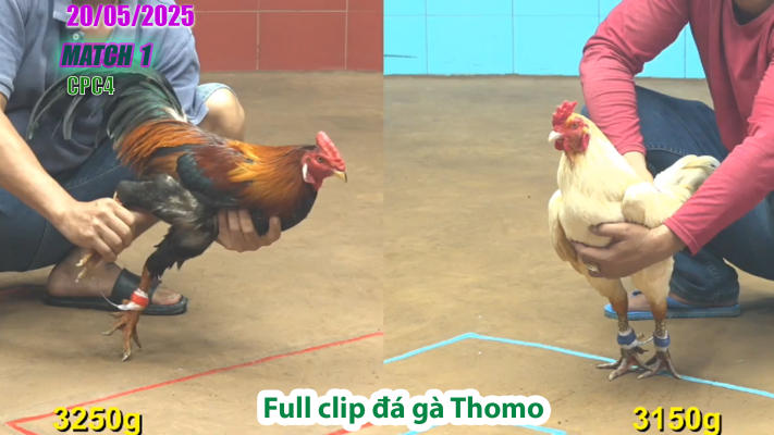 CPC4-TRẬN 1 | đá gà Thomo | 20/05/2025