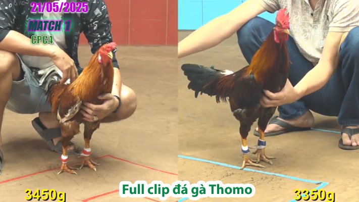 CPC4-TRẬN 1 | đá gà Thomo | 21/05/2025