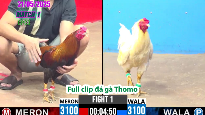 CPC3-TRẬN 1 | đá gà Thomo | 21/05/2025