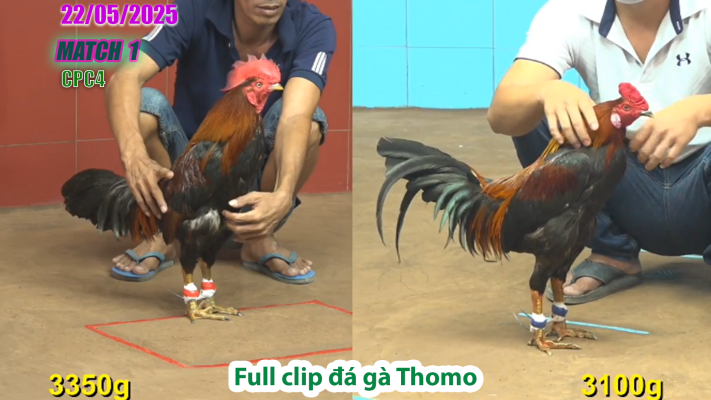 CPC4-TRẬN 1 | đá gà Thomo | 22/05/2025