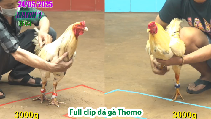 CPC4-TRẬN 1 | đá gà Thomo | 24/05/2025