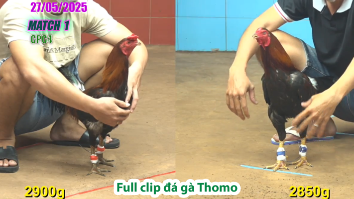 CPC4-TRẬN 1| đá gà Thomo | 27/05/2025