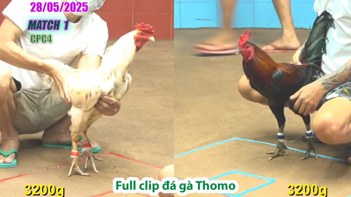 CPC4-TRẬN 1 | đá gà Thomo | 28/05/2025