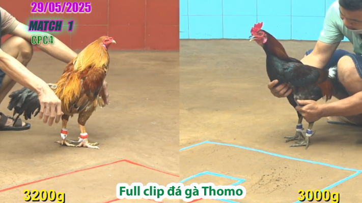 CPC4-TRẬN 1 | đá gà Thomo | 29/05/2025