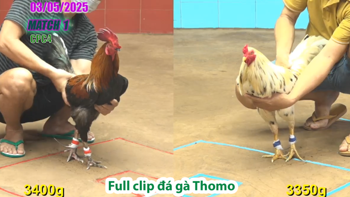 CPC4-TRẬN 1| đá gà Thomo | 03/05/2025