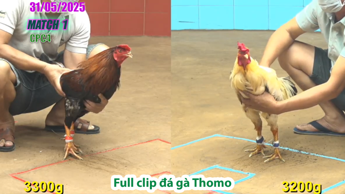 CPC4-TRẬN 2 | đá gà Thomo | 31/05/2025