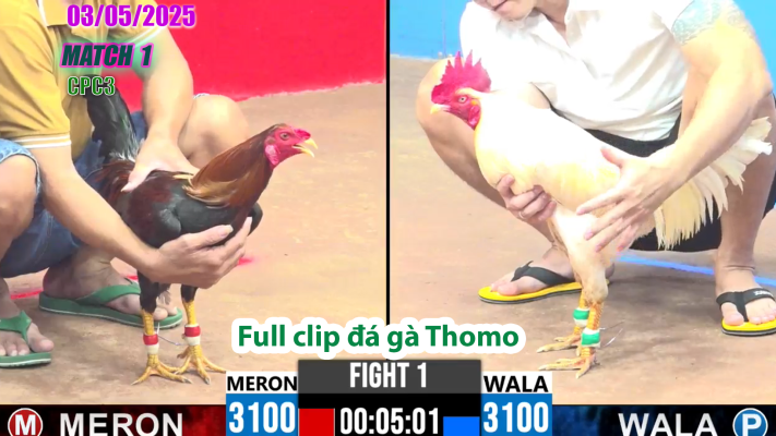 CPC3-TRẬN 1 | đá gà Thomo | 03/05/2025