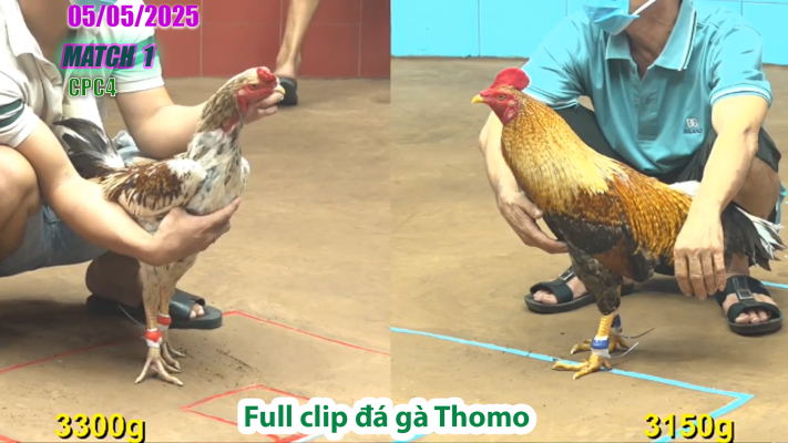 CPC4-TRẬN 1| đá gà Thomo | 05/05/2025