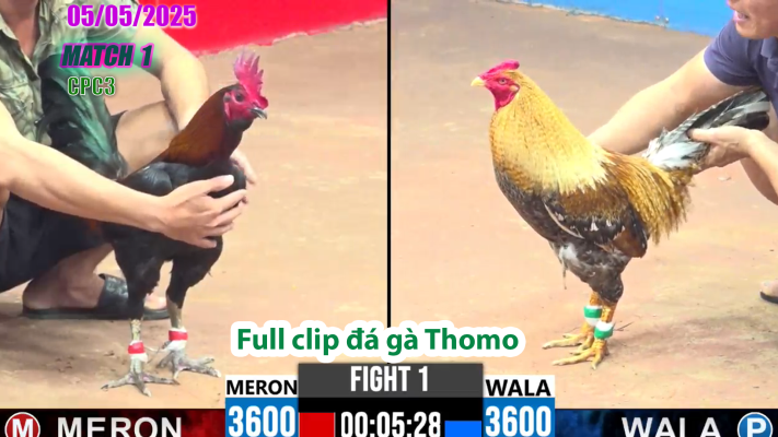 CPC3-TRẬN 1 | đá gà Thomo | 05/05/2025