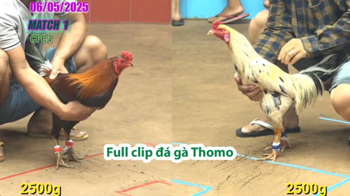 CPC4-TRẬN 1 | đá gà Thomo | 06/05/2025
