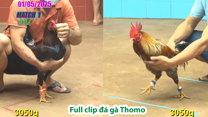 CPC4-TRẬN 1 | đá gà Thomo | 01/05/2025