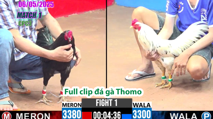 CPC3-TRẬN 1 | đá gà Thomo | 06/05/2025