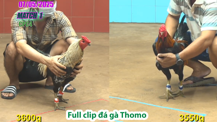 CPC4-TRẬN 1 | đá gà Thomo | 07/05/2025