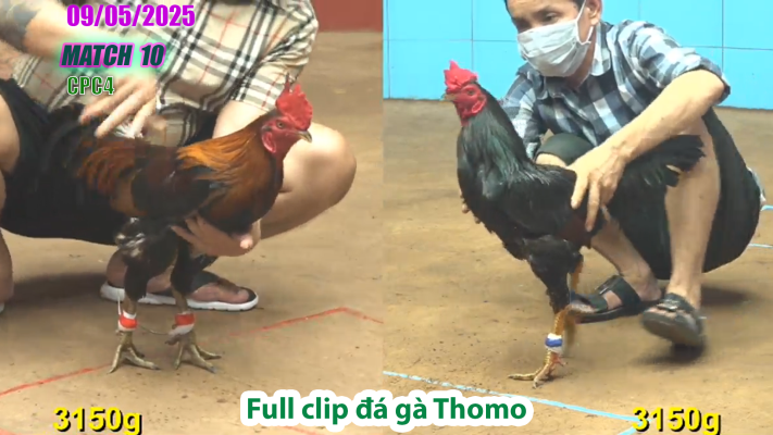 CPC4-TRẬN 10 | đá gà Thomo | 09/05/2025