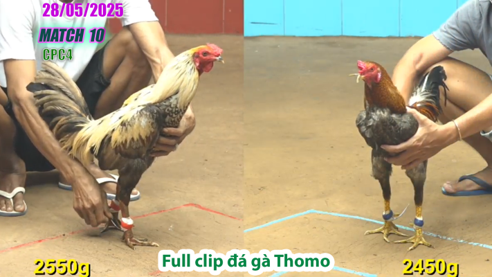 CPC4-TRẬN 10 | đá gà Thomo | 28/05/2025