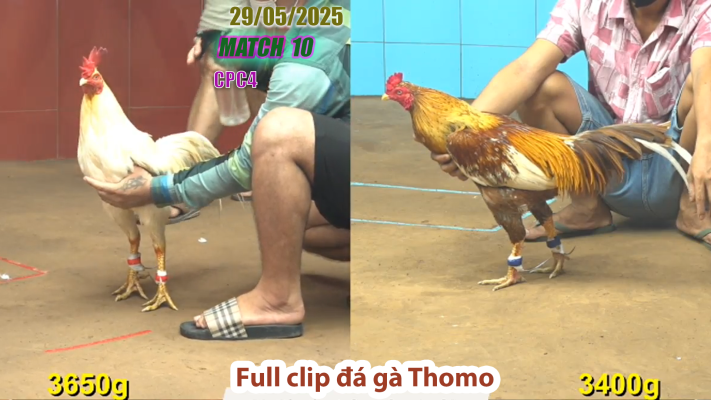 CPC4-TRẬN 10 | đá gà Thomo | 29/05/2025