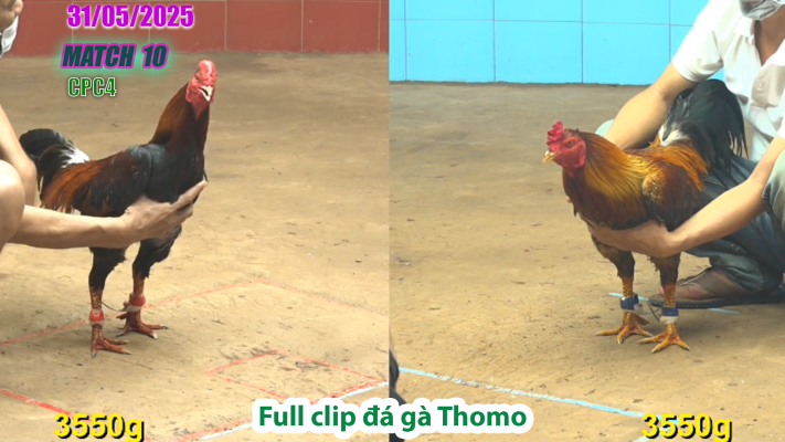 CPC4-TRẬN 10 | đá gà Thomo | 31/05/2025