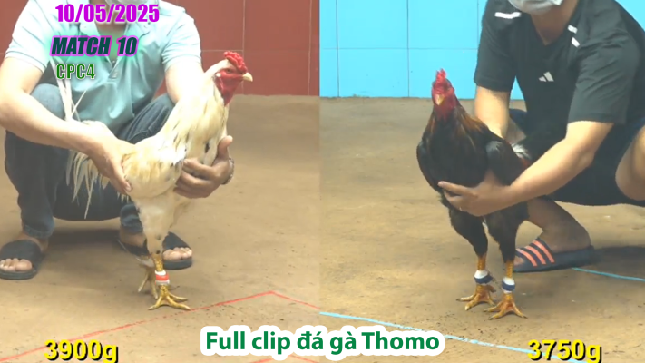 CPC4-TRẬN 10 | đá gà Thomo | 10/05/2025